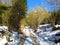 flowering common hazel trees