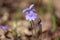 Flowering common hepatica or liverwort (Hepatica nobilis) plants in forest