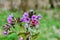 Flowering common lungwort Pulmonaria officinalis in the garden