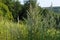 Flowering common mugwort plants in hilly landscape