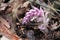 Flowering common toothwort Lathraea squamaria parasitic plant in wild