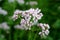 Flowering common Valerian