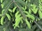 Flowering coniferous tree with bright green shoots. Pine branches grow in different directions. The young pine blossomed