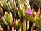 Flowering Cooper ice plant (Delosperma cooperi)