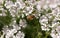 Flowering coriander close up