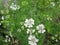 Flowering coriander, Coriandrum sativum