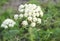 Flowering coriander plant Coriandrum sativum, Chinese parsley with white pink flowers. Cilantro small flowers blooming in the