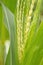 a flowering corn field