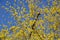 A flowering cornus mas in springtime, yellow tiny flowers of european cornel shrub