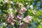 Flowering cornus in springtime with pink flowers