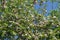 Flowering cornus in springtime with pink flowers