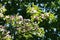 Flowering cornus in springtime with pink flowers