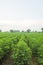 Flowering cotton gardens that have not yet been cotton