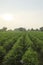 Flowering cotton gardens that have not yet been cotton