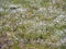 Flowering cotton grass Eriophorum in a moor landscape in Mecklenburg-Vorpommern, Germany