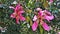 Flowering cotton tree- Ceiba pentandra. Among the green foliage are large bright pink flowers