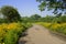 Flowering countryside way across orchard in sunny summer morning