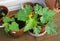 Flowering Courgette / Zucchini