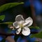 Flowering crabapple blooms