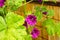 Flowering cranesbill, Geranium magnificum, on a sunny day