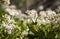 Flowering Crassula ovata, money tree