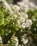 Flowering Crassula ovata, money tree