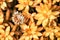 Flowering Crassulaceae in the garden