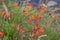 Flowering Crocosmia or Montbretia plant with orange flowers