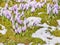 Flowering crocus plants, bunch of crocuses, meadow with snow