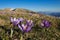 Flowering of crocus vernus in the peak of Monte Nerone, Marche, Italy