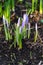 Flowering crocuses or crocuses with purple petals Spring Crocus. Crocuses are the first spring flowers that bloom in early sprin