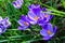 Flowering crocuses or crocuses with purple petals Spring Crocus. Crocuses are the first spring flowers that bloom in early sprin