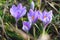 Flowering crocuses or crocuses with purple petals Spring Crocus. Crocuses are the first spring flowers that bloom in early sprin