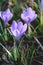 Flowering crocuses or crocuses with purple petals Spring Crocus. Crocuses are the first spring flowers that bloom in early sprin