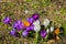 Flowering crocuses on the early spring days