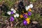 Flowering crocuses on the early spring days