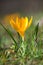 Flowering crocuses in spring forest