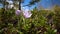 Flowering Crocuses in the spring on a snow-covered mountain.Pikes Peak Mountain, Colorado, USA