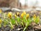 Flowering crocuses. Yellow blossom on a springtime sunny day in open air. First spring flowers