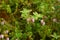 Flowering crowberry Empetrum nigrum from the plateau fjeld, tunturi of Northern Scandinavia