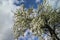 Flowering crown of a tall old pear