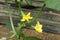 Flowering cucumber