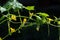 Flowering cucumber plant with an ovary