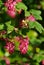 Flowering Currant