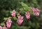 Flowering Currant Flowers