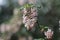 Flowering currant flowers, Ribes sanguineum