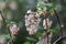 Flowering currant flowers, Ribes sanguineum