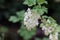 Flowering currant flowers, Ribes sanguineum