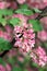 Flowering currant, Ribes sanguineum