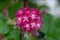 Flowering currant Ribes sanguineum, close-up deep-red flowers